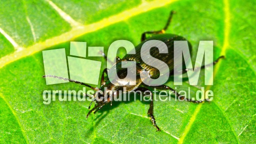 Kupferfarbener Buntgrabläufer_1.jpg